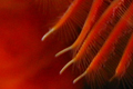 Chia (CA .:. copyright Max Deep settembre 2009