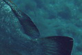 San Fruttuoso di Camogli (GE) .:. copyright Max Deep luglio 2009