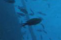 Puglia, Salento .:. copyright Max Deep settembre 2011