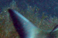 Promontorio di Portofino (GE), Punta Carrega .:. copyright Max Deep aprile 2012