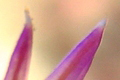 Paraggi (GE) .:. copyright Max Deep giugno 2013