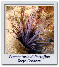 19/07/2014 - Promontorio di Portofino, Targa Gonzatti