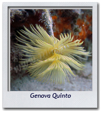 09/05/2014 - Genova Quinto