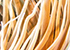 Anemone - AMP Promontorio Portofino